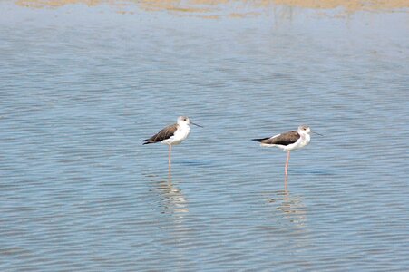 Ave doñana national park stilts