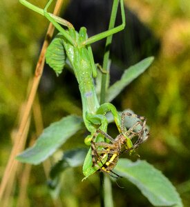 Praying mantis production macro photo