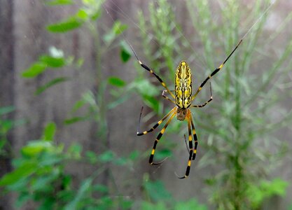 Spider web cobwebs creepy photo