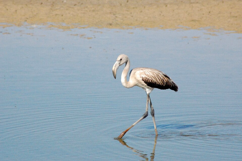 Doñana national park young flamenco flamenco gray