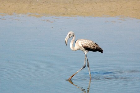 Doñana national park young flamenco flamenco gray