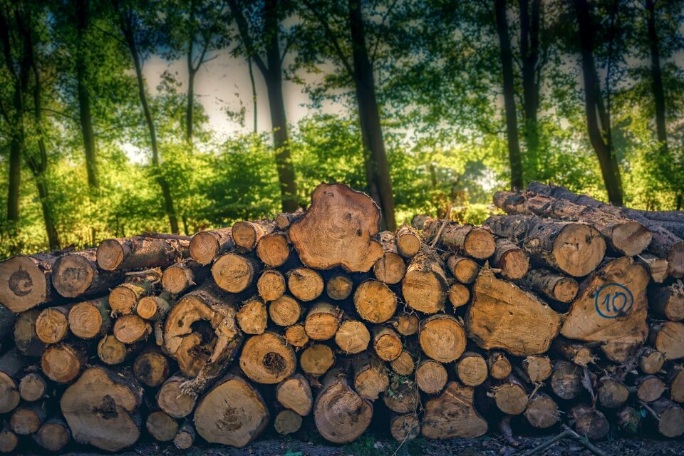 Nature trunk texture