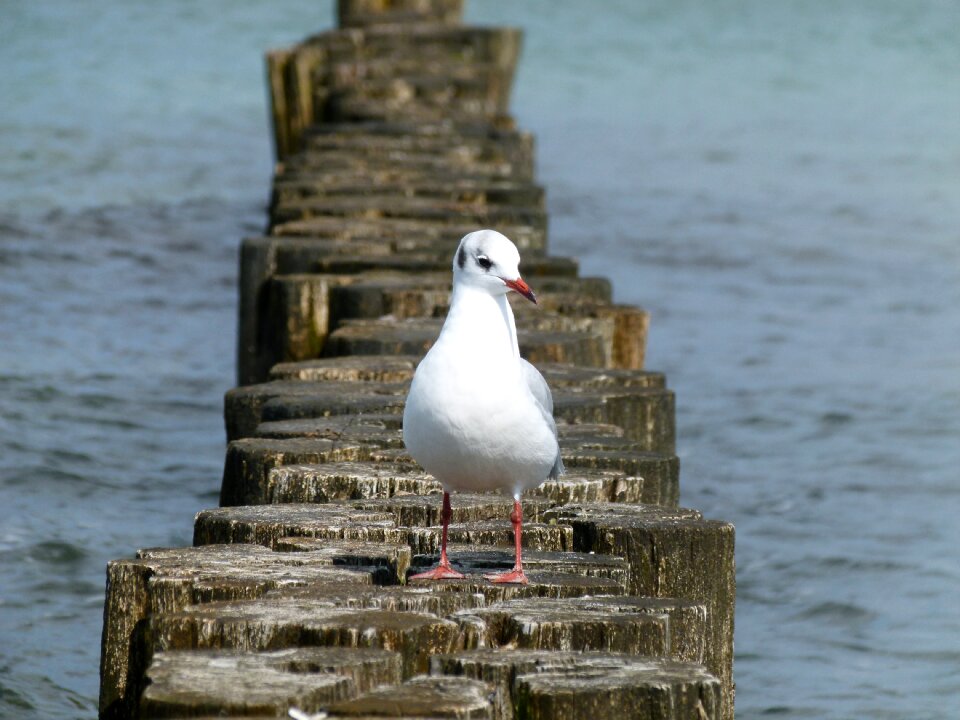 Seagull nature bird