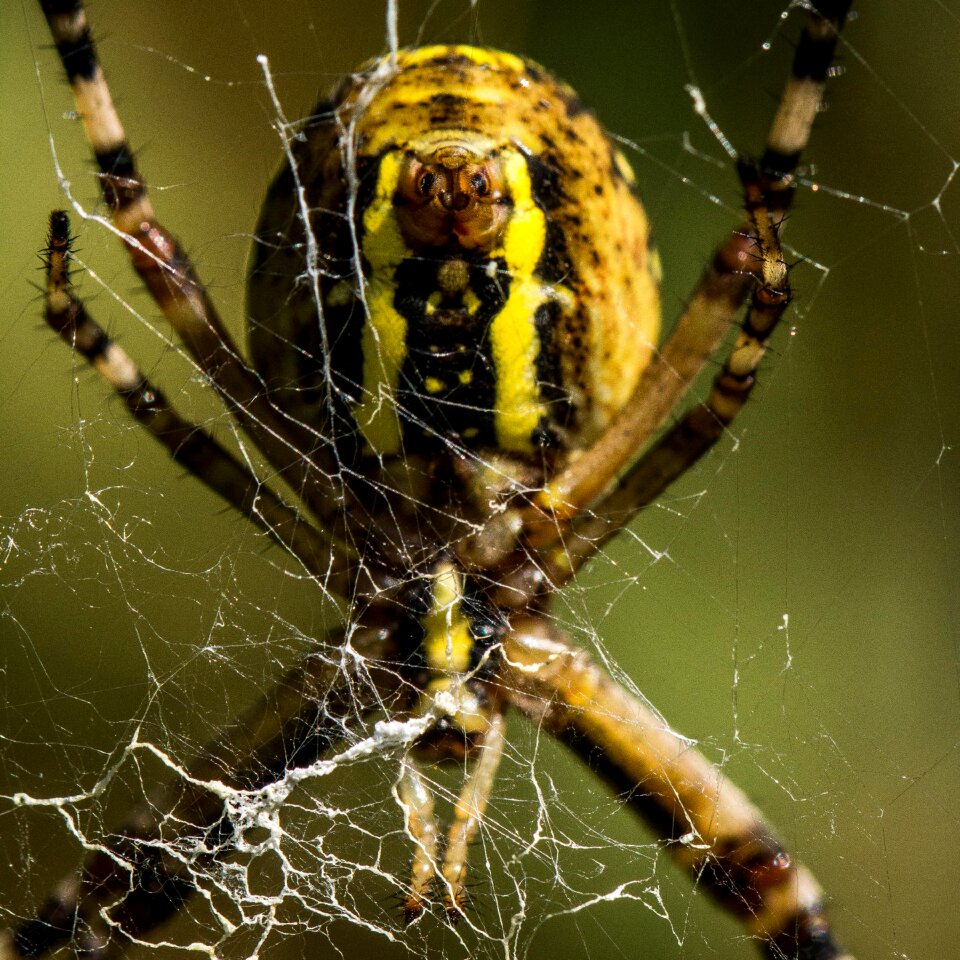 Insects animals phobia