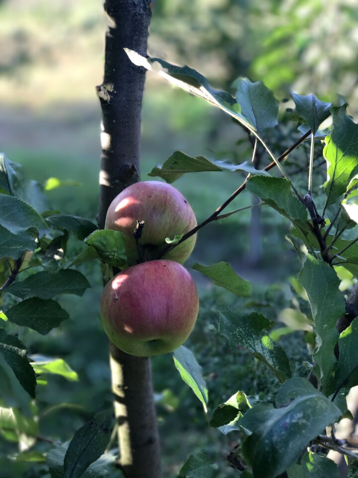 Apple tree apples tree