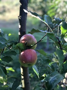 Apple tree apples tree photo