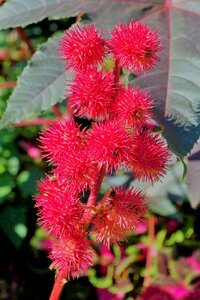 Red seeds ornamental plant photo