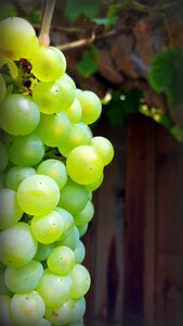 White grape fruit fall