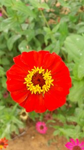 Flowers red beautiful