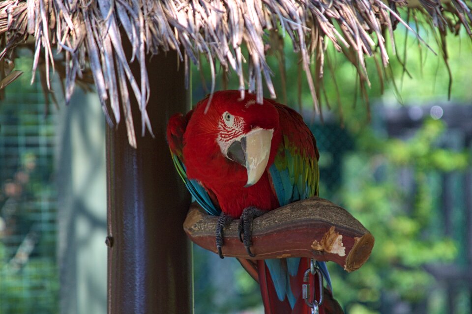 Plumage color exotic