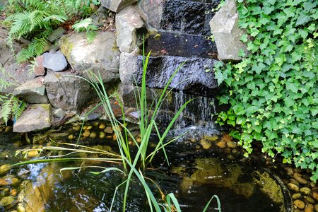 Plant waterfall meditation photo