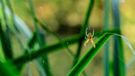 Insect nature wallpaper