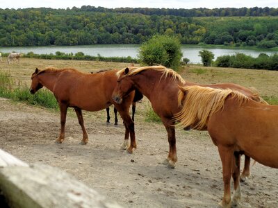 Horses nature animals