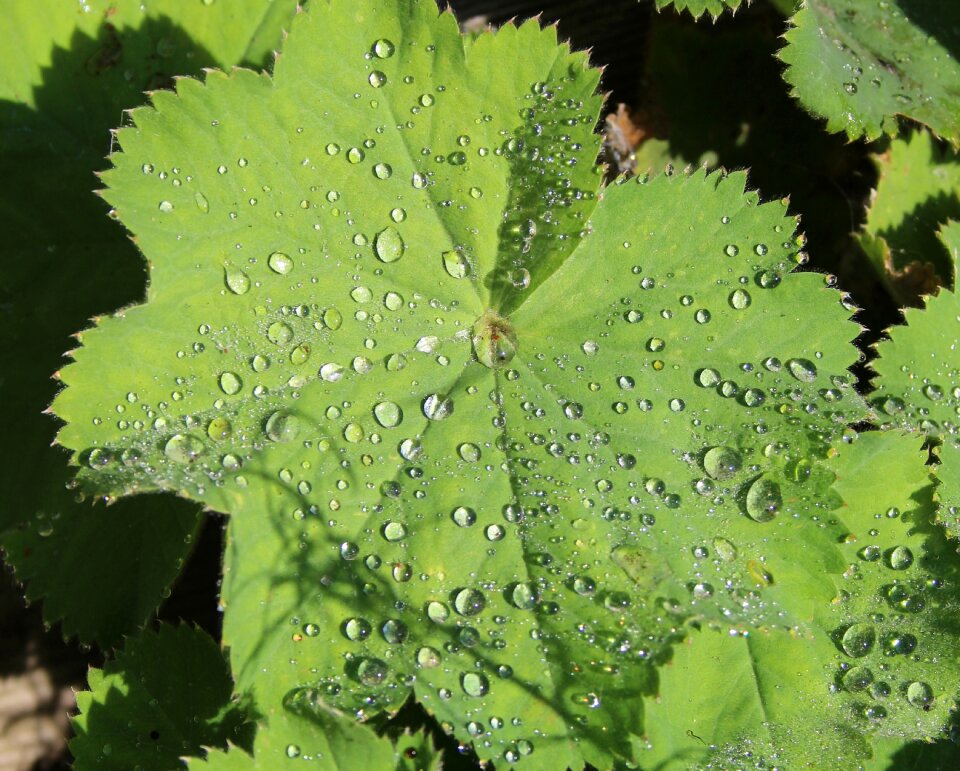 Green leaf plant