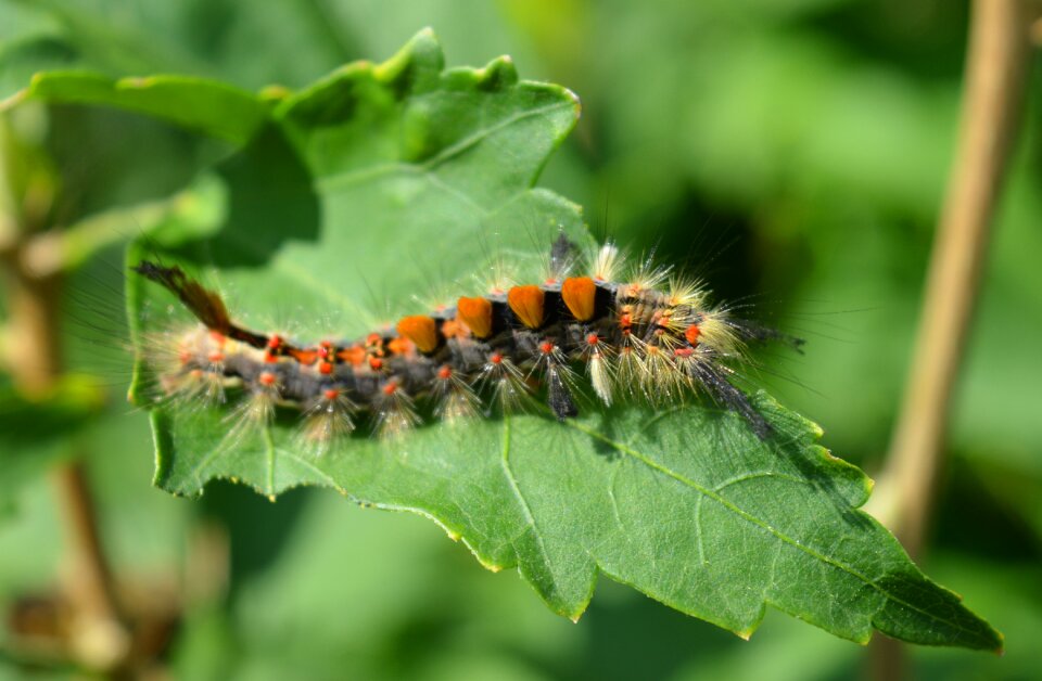 Caterpillar leaf close up