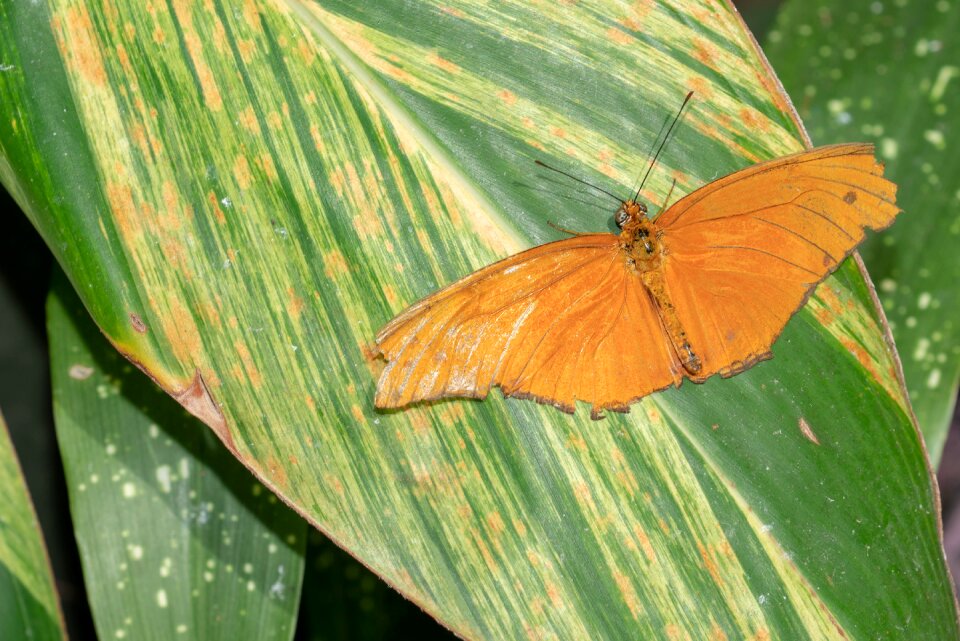Wing tropical colorful