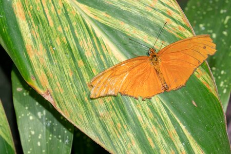 Wing tropical colorful