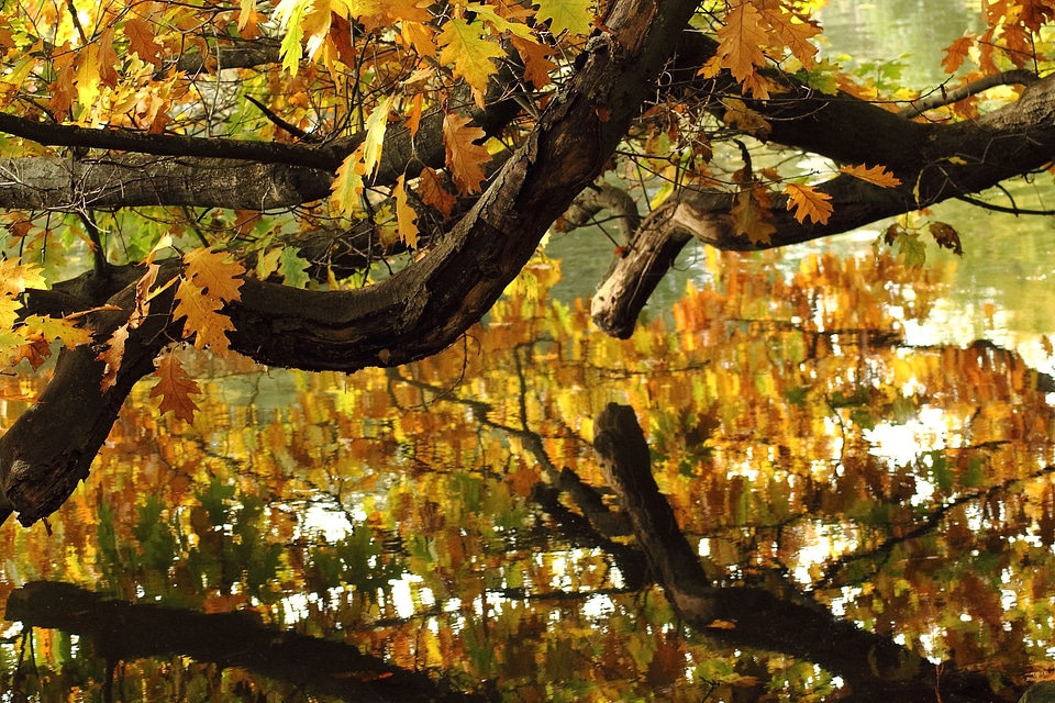 Autumn autumn mood golden