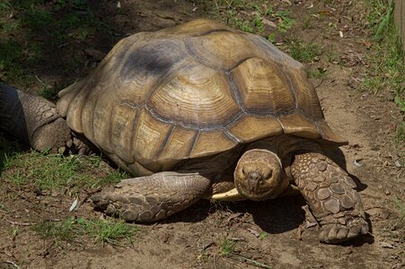 Reptile creature animal