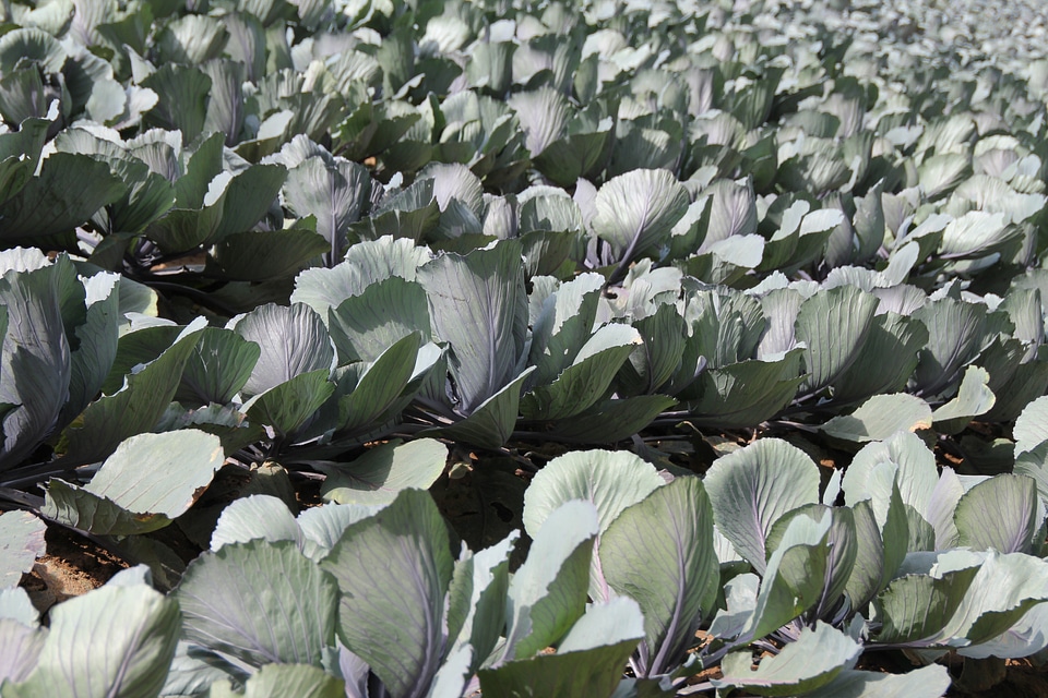 Blue food agriculture