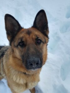 Training snow winter photo