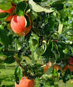 Apple tree rain drop of water