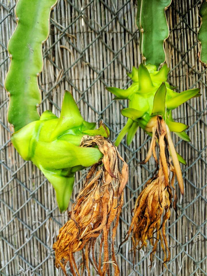 Plant cactus green
