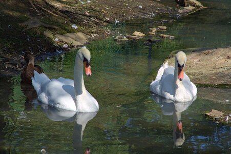 Bird nature two