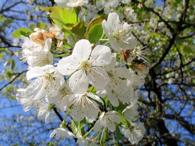 High-stem orchard flowering twig photo