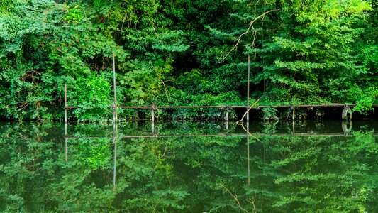 Tree lake river