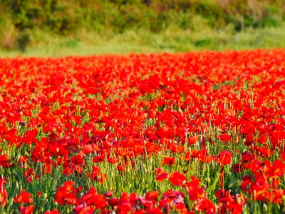 Close up summer poppies