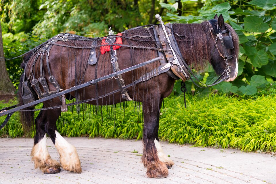Nature portrait stallion