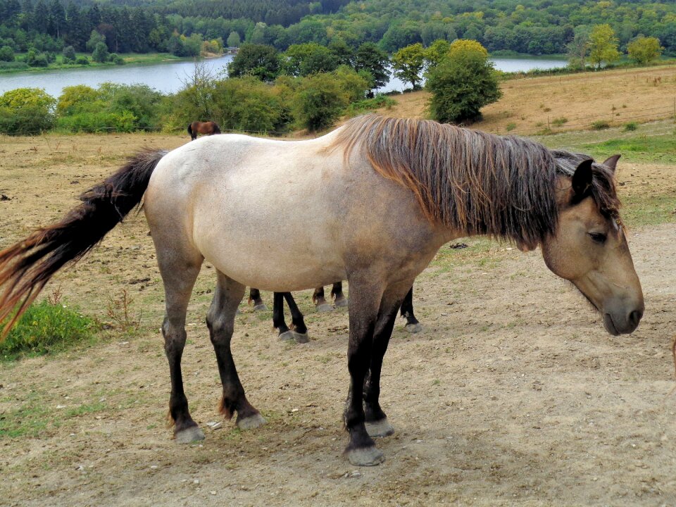 Horse nature animals