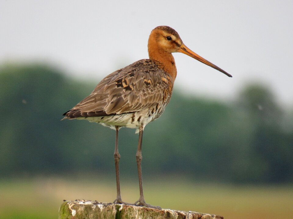 Black-tailed godwit bird nature