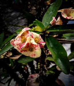Garden peach plant