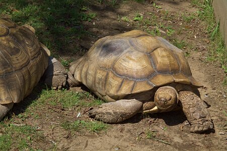 Zoo animal nature