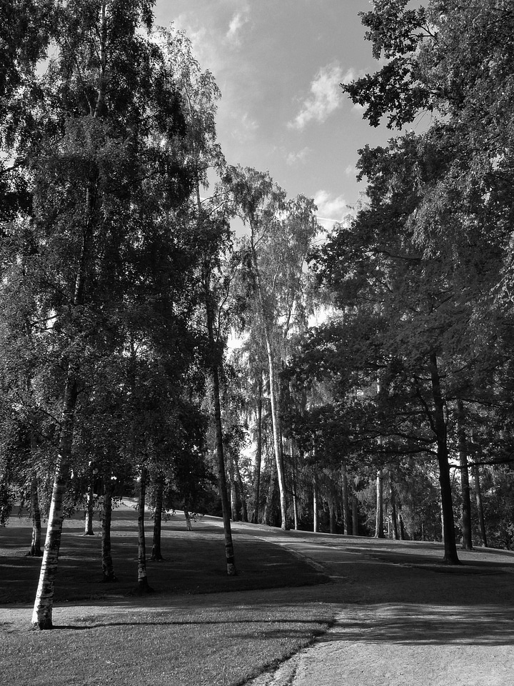Scenic black and white trees