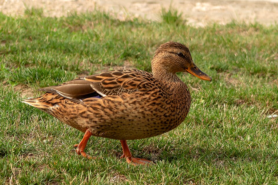 Duck nature water