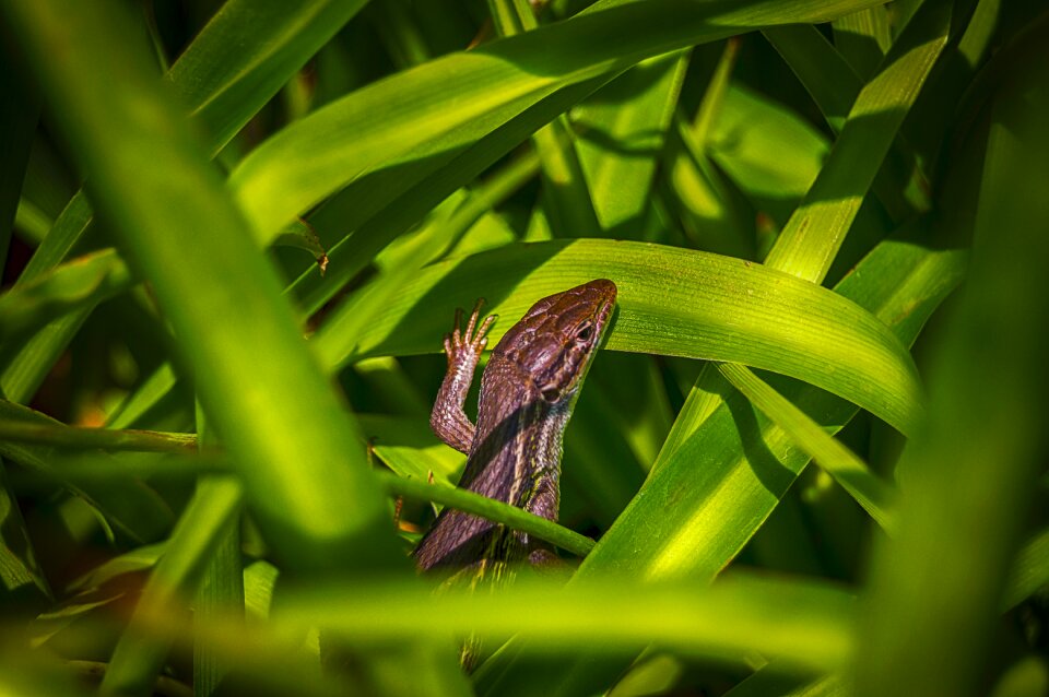 Green insect hideout