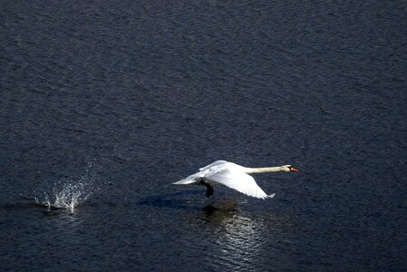 Swan water white