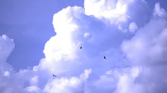 Birds freedom nature