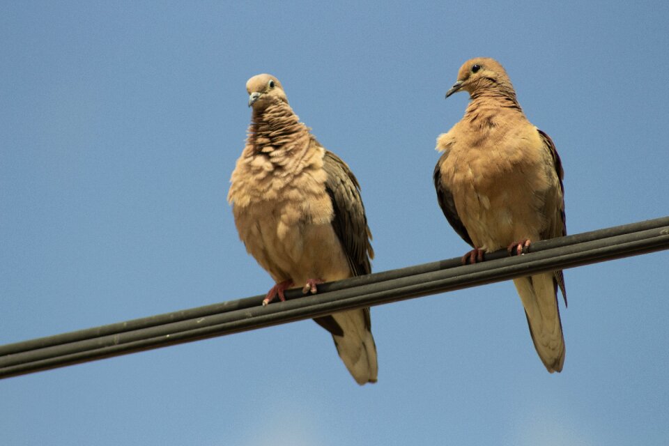 Colombe zenaida macroura columbidae