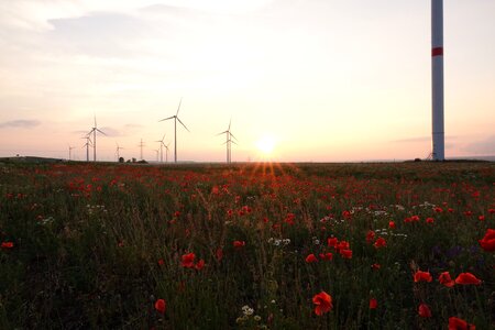 Nature summer romantic photo