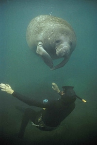 Sea endangered water