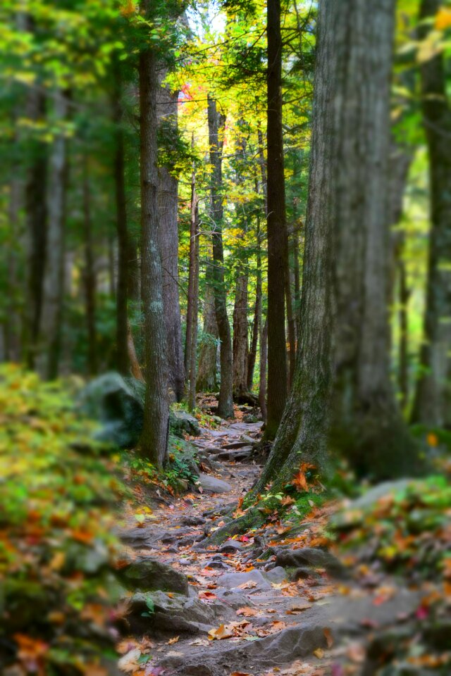 Trees landscape backpacking