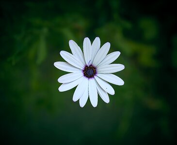 Plant nature petals