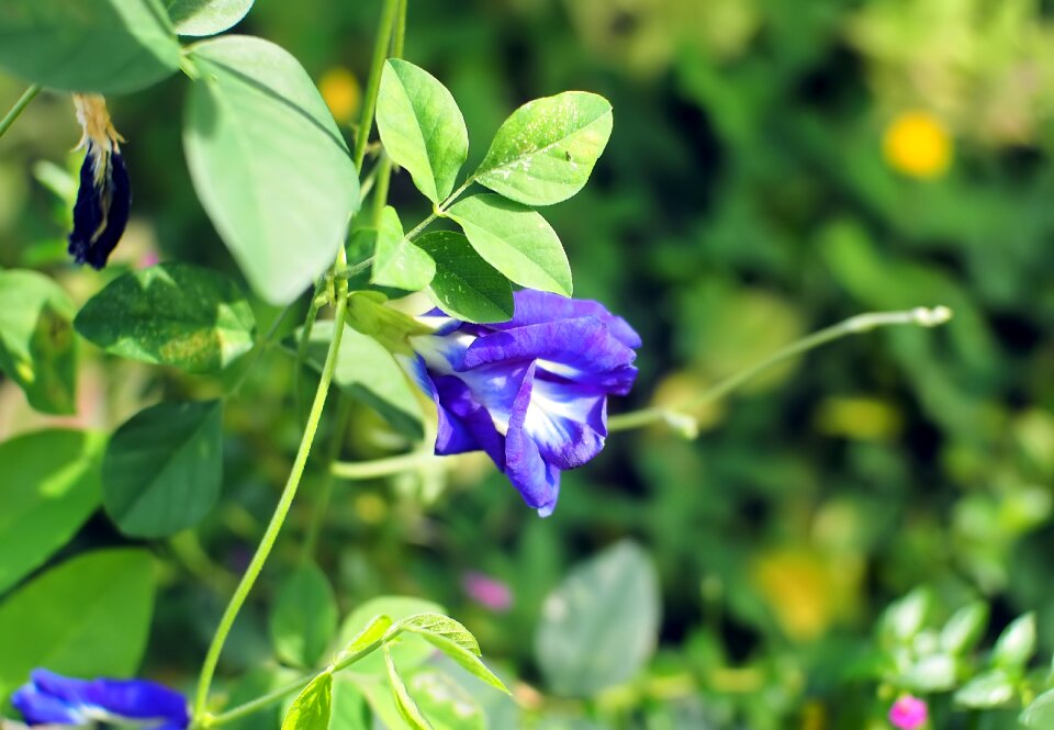 Plant outdoors blossom