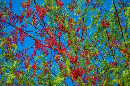 Fruits colors nature
