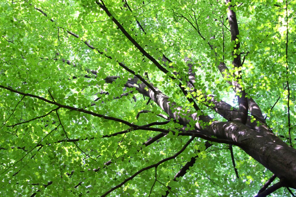 Nature summer trees