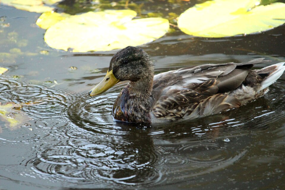 Pond swim bird photo